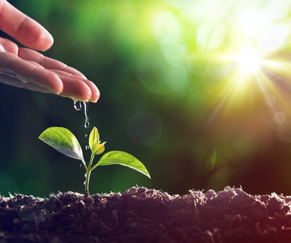 Watering Young Plant - Vintage Effect